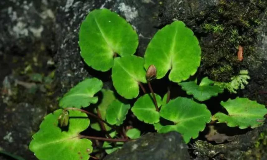 前方高能!贵州“神奇生物”出没,你认识哪些? 前方高能!贵州“神奇生物”出没,你认识哪些?