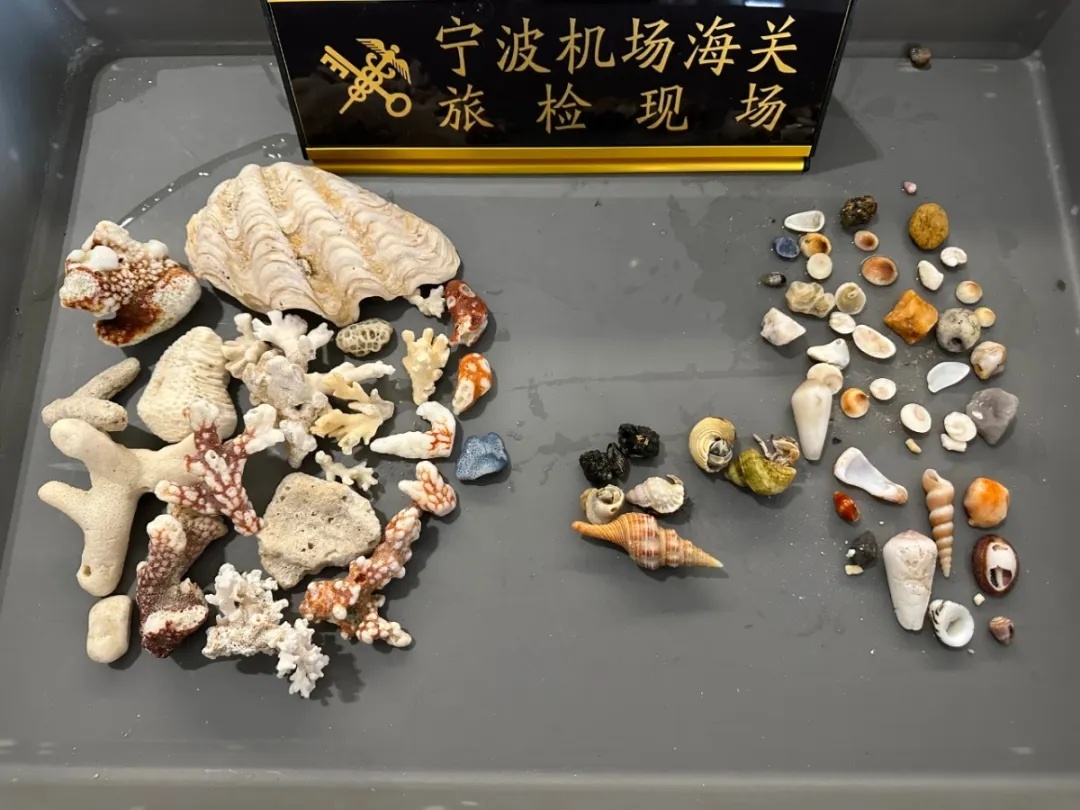 全国首次！浙江一地截获15只非洲蚊子，没有中文名