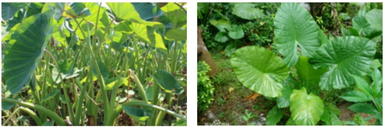 别摘别吃!这种高仿“芋头”全身有毒 很常见 别摘别吃!这种高仿“芋头”全身有毒 很常见