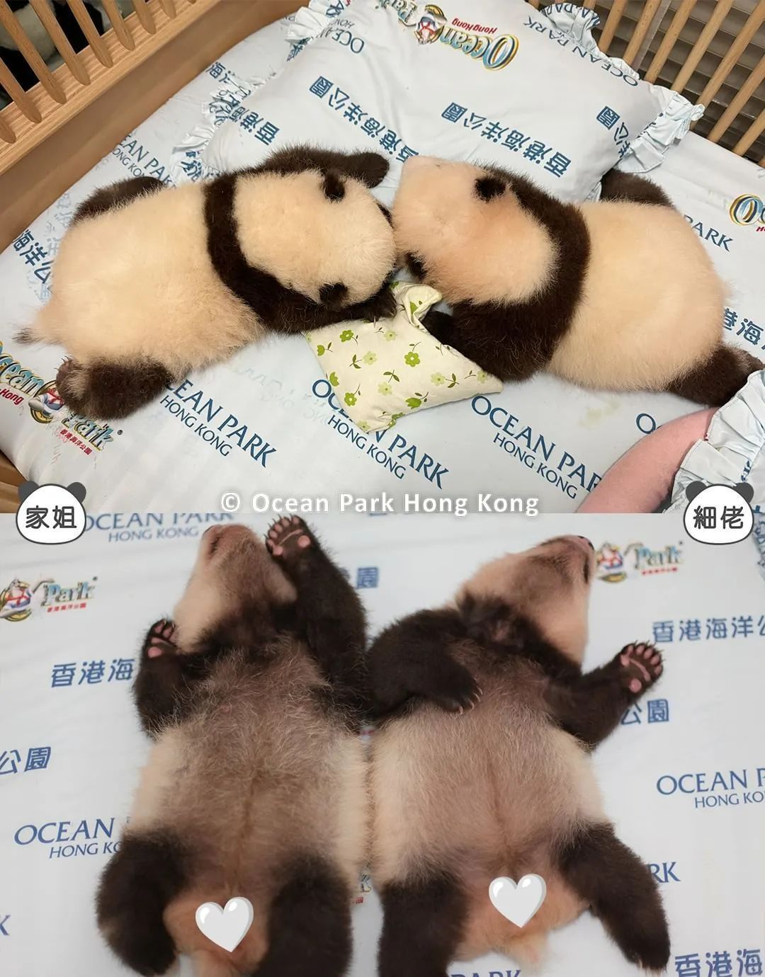 有望变身“主播”，网友：想去给“家姐““细佬”拍奶嗝