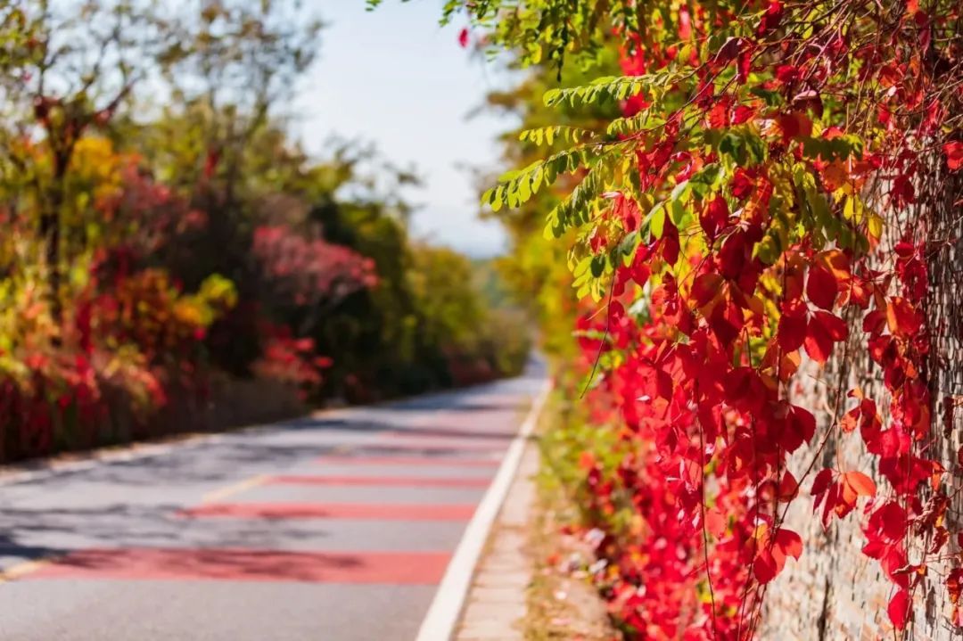 美翻!黄亦玫驰骋的京郊公路又迎“高光”时刻—— 美翻!黄亦玫驰骋的京郊公路又迎“高光”时刻——