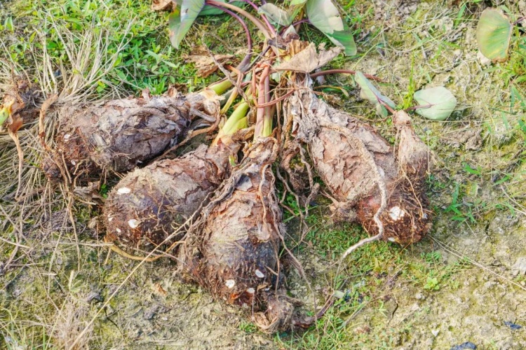 别摘别吃!这种高仿“芋头”全身有毒 很常见 别摘别吃!这种高仿“芋头”全身有毒 很常见