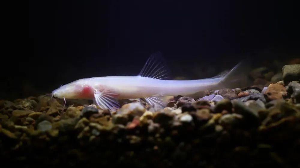 前方高能!贵州“神奇生物”出没,你认识哪些? 前方高能!贵州“神奇生物”出没,你认识哪些?