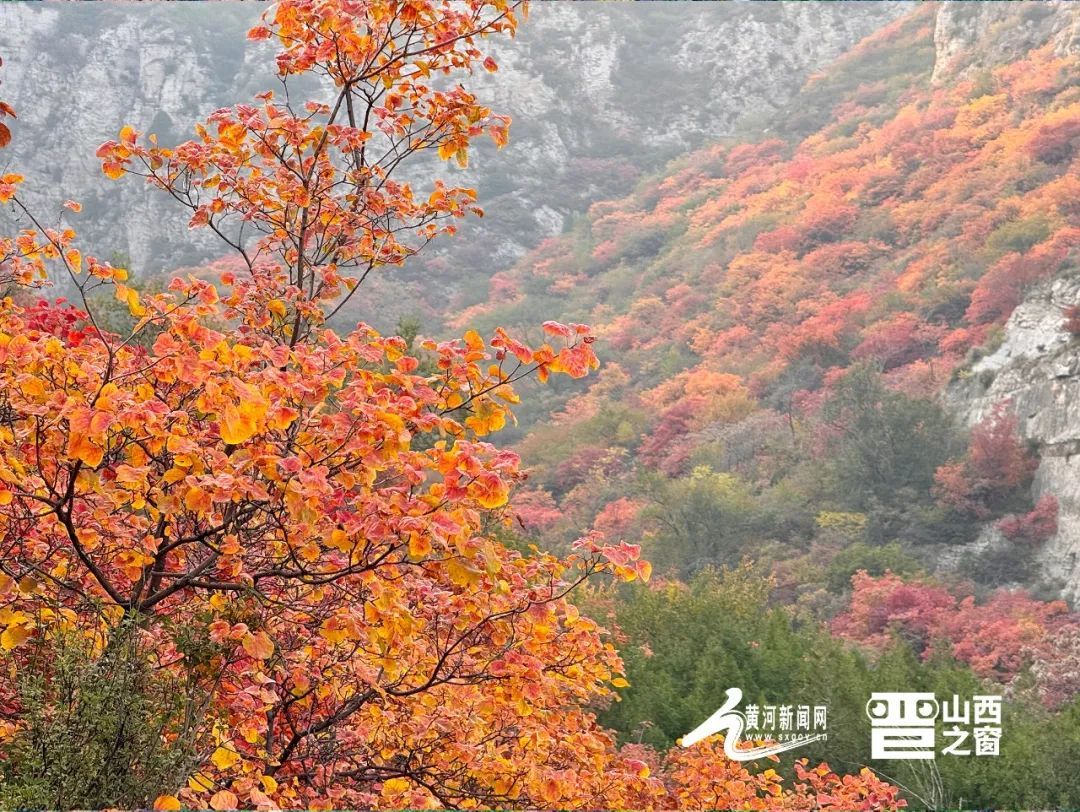 太原崛围山红叶上新啦