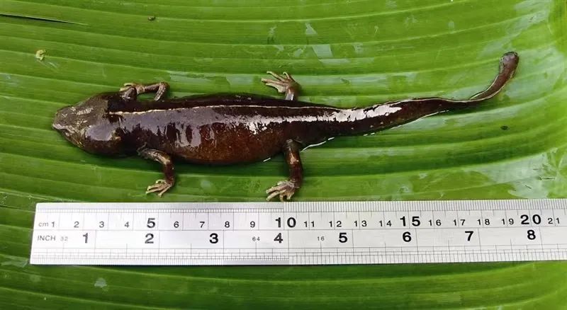 前方高能!贵州“神奇生物”出没,你认识哪些? 前方高能!贵州“神奇生物”出没,你认识哪些?