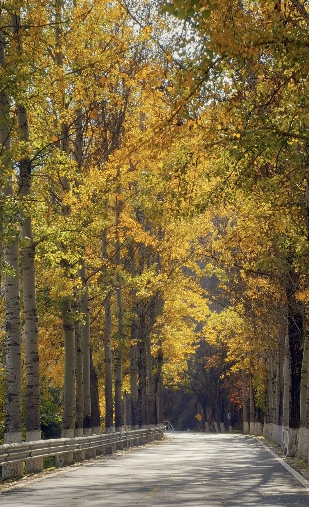 美翻!黄亦玫驰骋的京郊公路又迎“高光”时刻—— 美翻!黄亦玫驰骋的京郊公路又迎“高光”时刻——