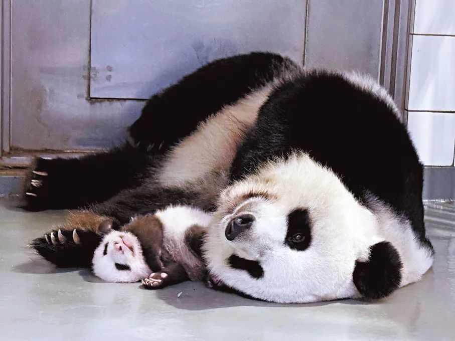 有望变身“主播”，网友：想去给“家姐““细佬”拍奶嗝