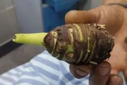 别摘别吃!这种高仿“芋头”全身有毒 很常见 别摘别吃!这种高仿“芋头”全身有毒 很常见