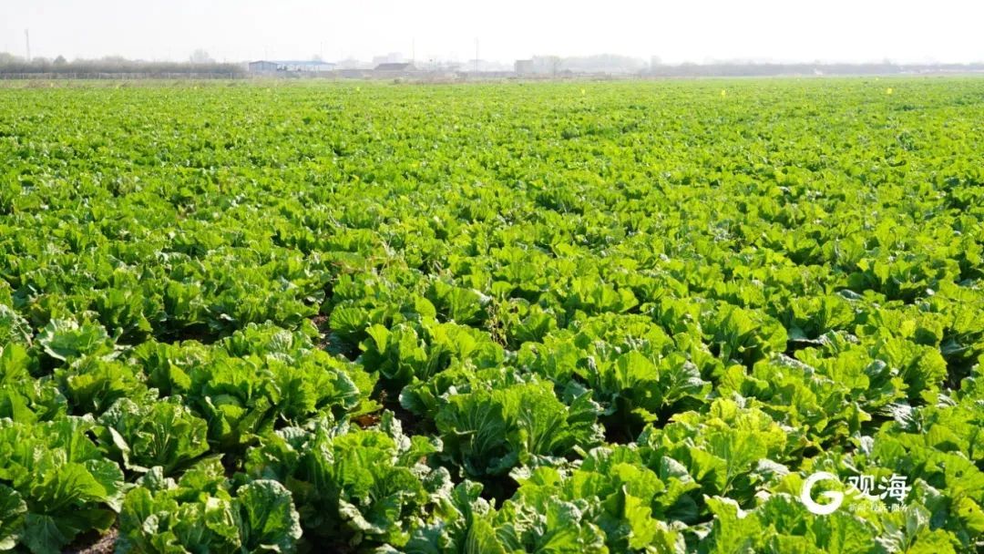 青岛美食又又又又“爆”了！这里每天生产100多吨，网友：看馋了……
