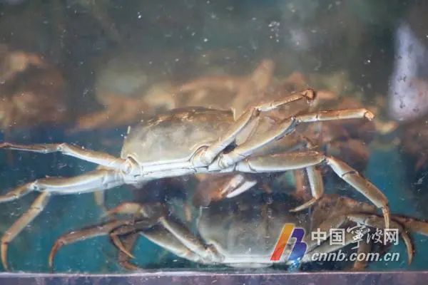 大闸蟹价格大跳水！宁波人爱的这口美味正大量上市