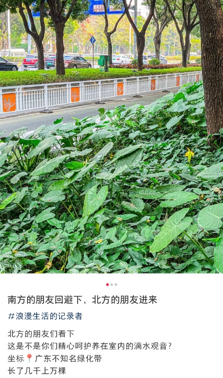 别摘别吃!这种高仿“芋头”全身有毒 很常见 别摘别吃!这种高仿“芋头”全身有毒 很常见