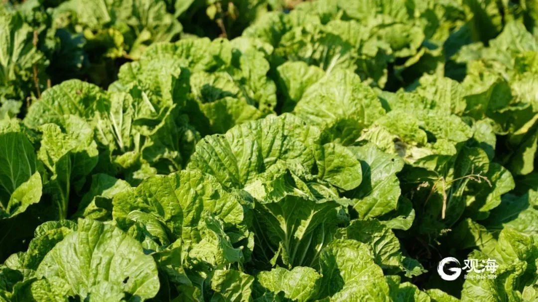 青岛美食又又又又“爆”了！这里每天生产100多吨，网友：看馋了……