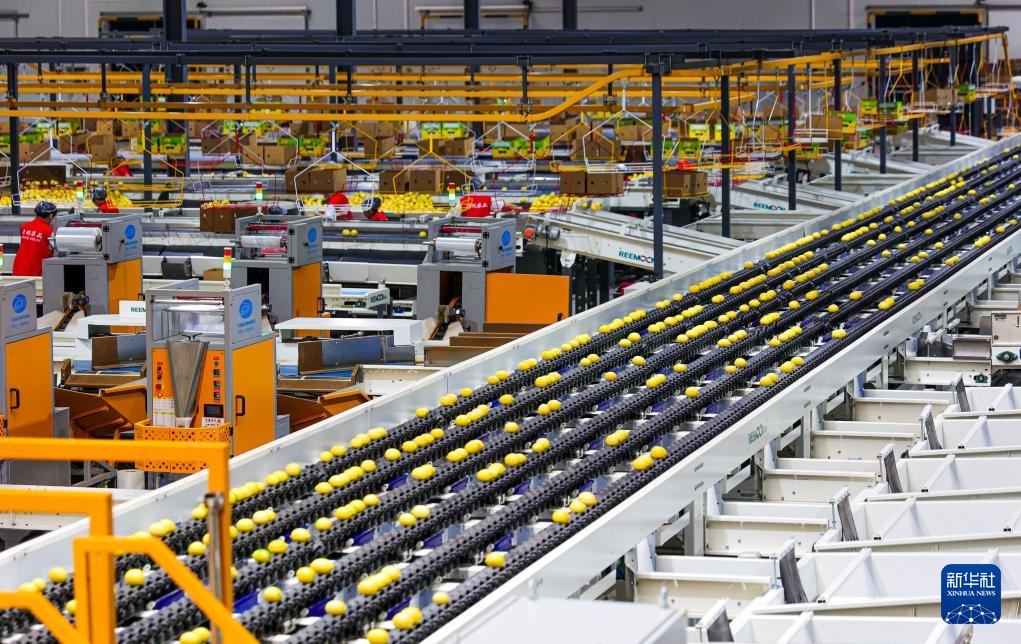 四川安岳：柠檬“上新”包装忙