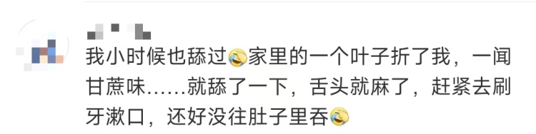 别摘别吃!这种高仿“芋头”全身有毒 很常见 别摘别吃!这种高仿“芋头”全身有毒 很常见