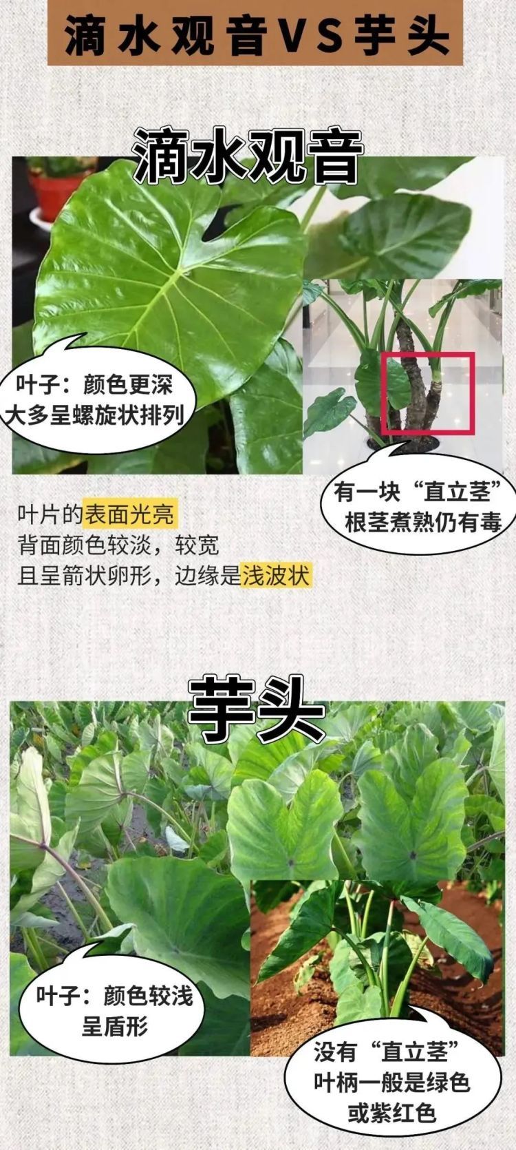 别摘别吃!这种高仿“芋头”全身有毒 很常见 别摘别吃!这种高仿“芋头”全身有毒 很常见