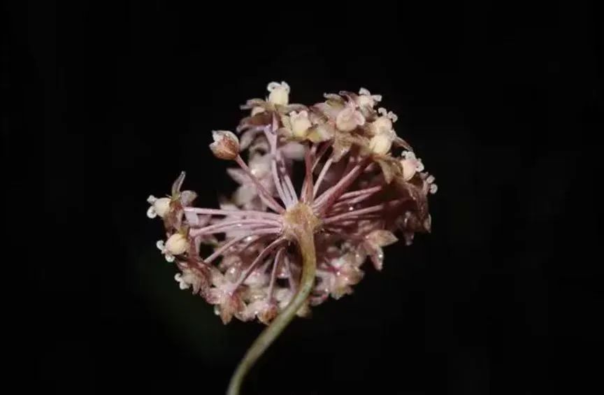 前方高能!贵州“神奇生物”出没,你认识哪些? 前方高能!贵州“神奇生物”出没,你认识哪些?