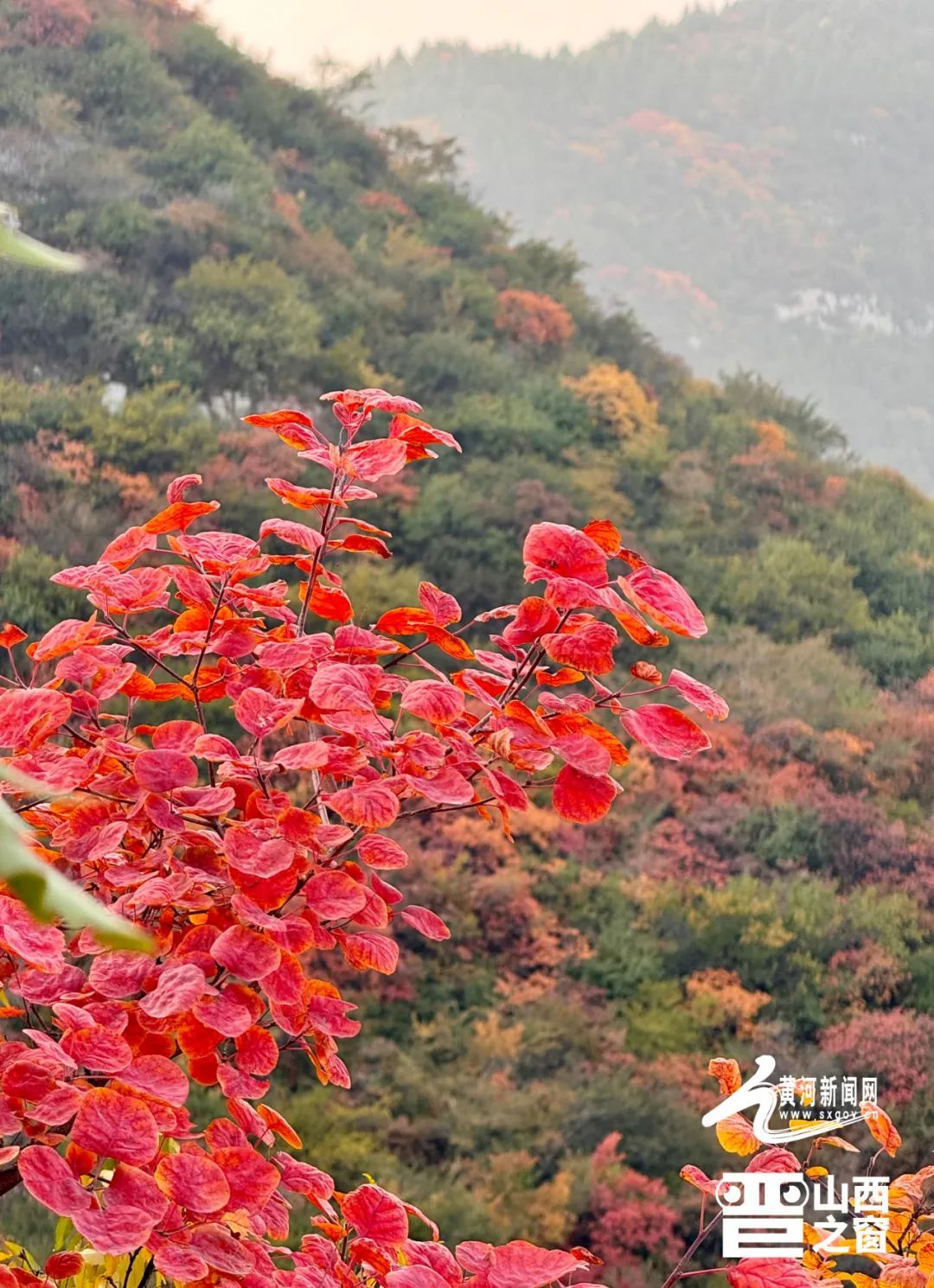 太原崛围山红叶上新啦