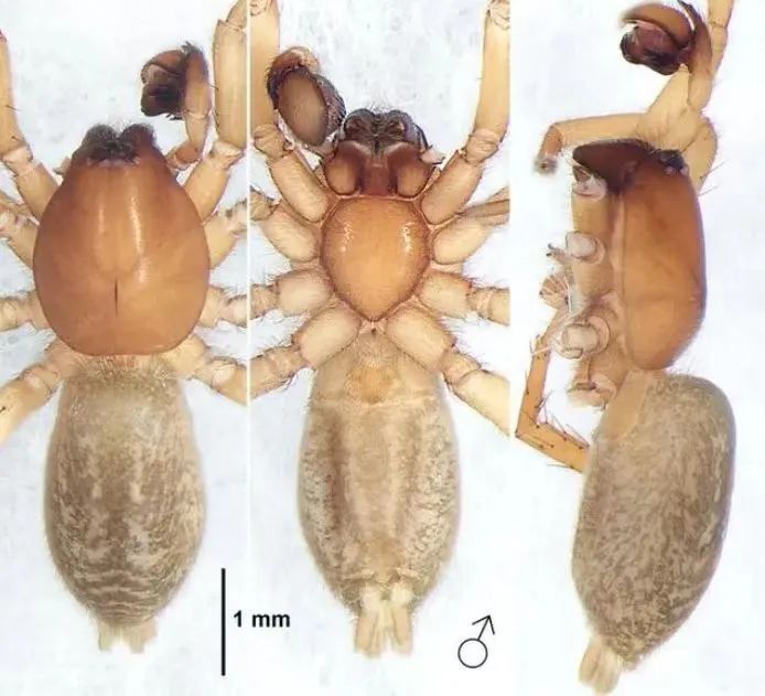 前方高能!贵州“神奇生物”出没,你认识哪些? 前方高能!贵州“神奇生物”出没,你认识哪些?