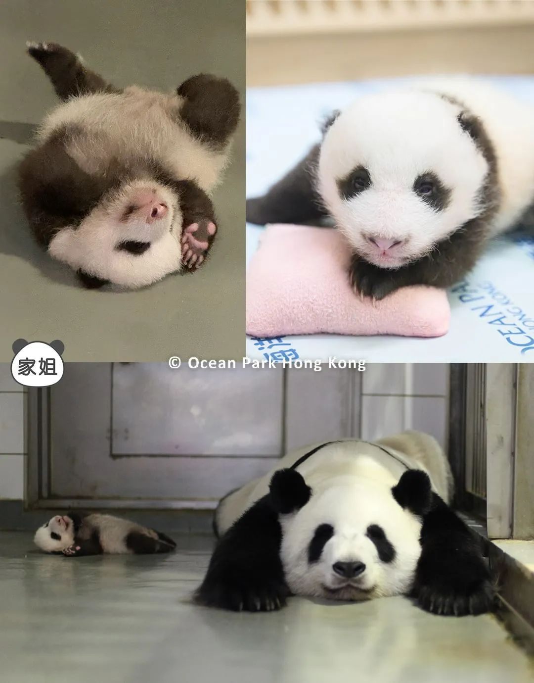 有望变身“主播”，网友：想去给“家姐““细佬”拍奶嗝