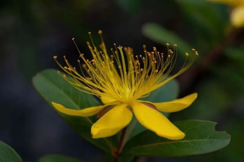 前方高能!贵州“神奇生物”出没,你认识哪些? 前方高能!贵州“神奇生物”出没,你认识哪些?