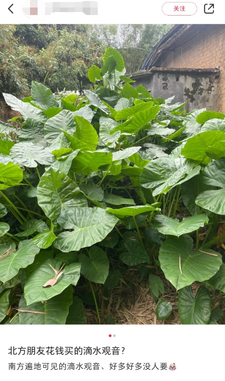 别摘别吃!这种高仿“芋头”全身有毒 很常见 别摘别吃!这种高仿“芋头”全身有毒 很常见