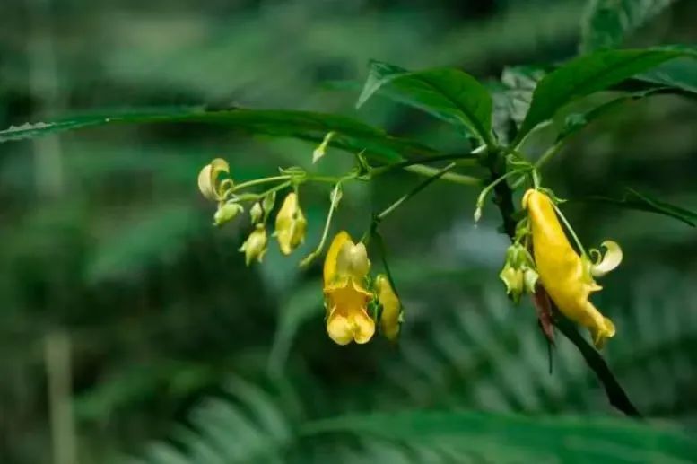 前方高能!贵州“神奇生物”出没,你认识哪些? 前方高能!贵州“神奇生物”出没,你认识哪些?