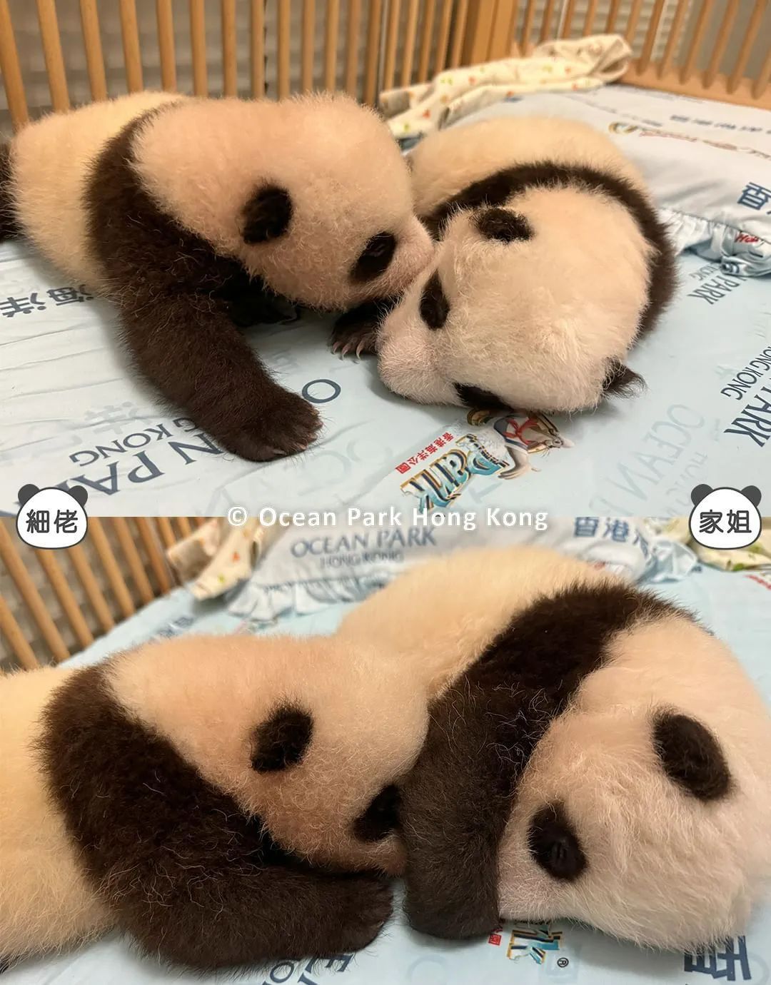 有望变身“主播”，网友：想去给“家姐““细佬”拍奶嗝