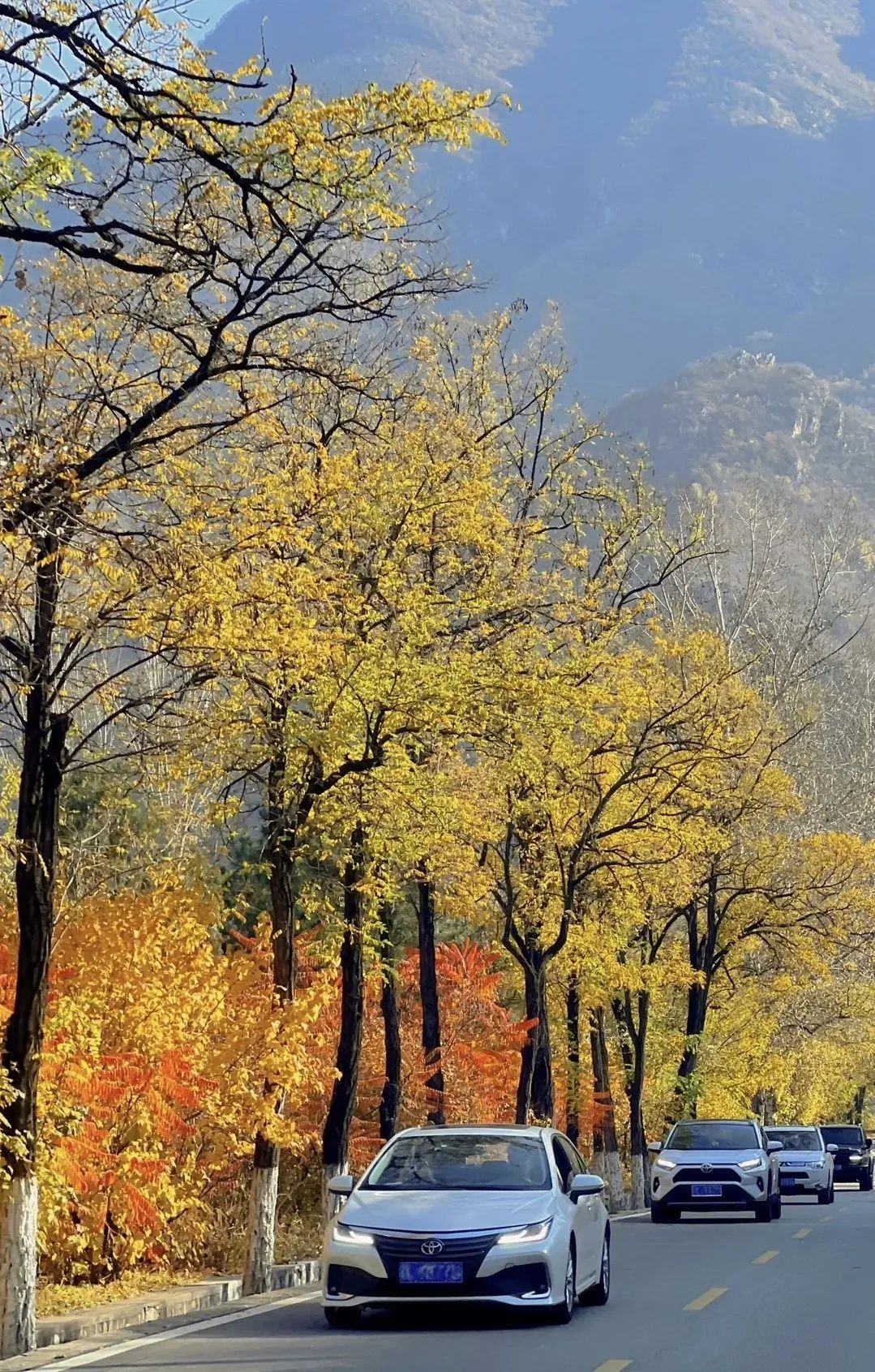 美翻!黄亦玫驰骋的京郊公路又迎“高光”时刻—— 美翻!黄亦玫驰骋的京郊公路又迎“高光”时刻——