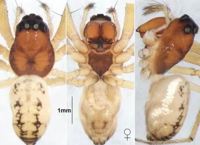 前方高能!贵州“神奇生物”出没,你认识哪些? 前方高能!贵州“神奇生物”出没,你认识哪些?