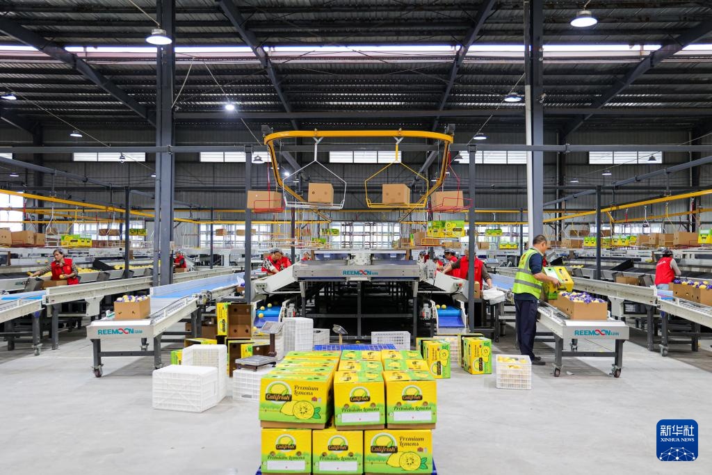 四川安岳：柠檬“上新”包装忙