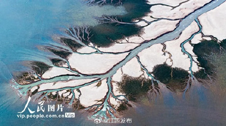 鄱阳湖进入极枯水期，湖底再现“大地之树”景观
