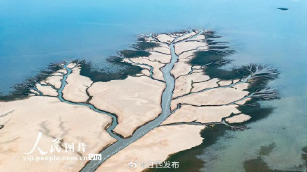 鄱阳湖进入极枯水期，湖底再现“大地之树”景观