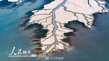 鄱阳湖进入极枯水期，湖底再现“大地之树”景观