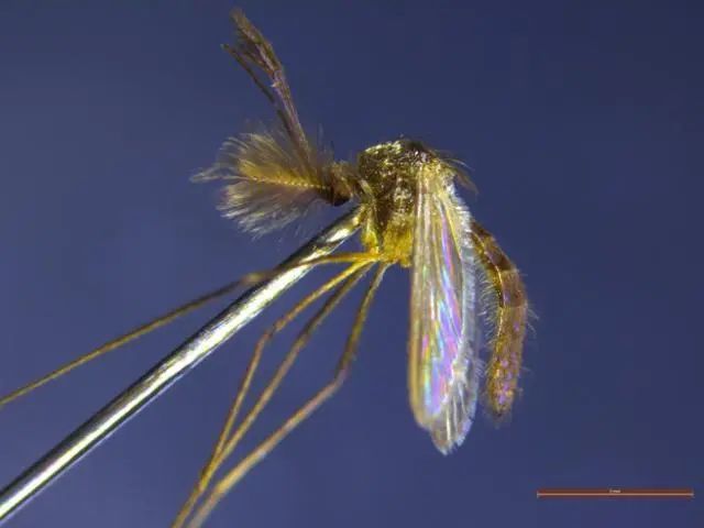 宁波海关截获15只非洲蚊子!国内无分布,研究表明含多种病毒! 宁波海关截获15只非洲蚊子!国内无分布,研究表明含多种病毒!