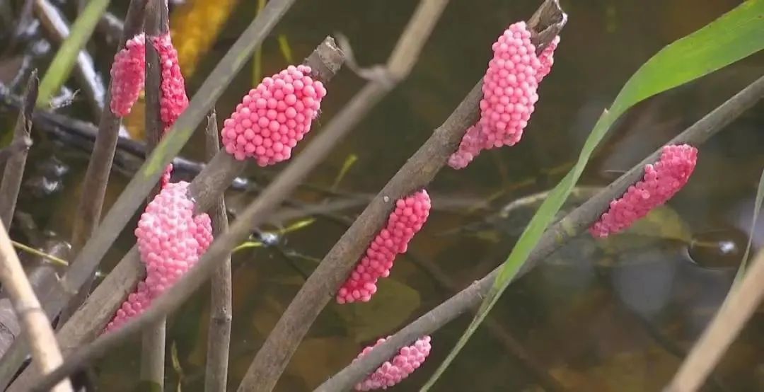 粉色预警!粉色预警!杭州人千万别碰,已经开始...... 粉色预警!粉色预警!杭州人千万别碰,已经开始......