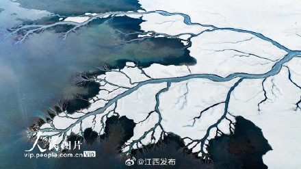 鄱阳湖进入极枯水期，湖底再现“大地之树”景观