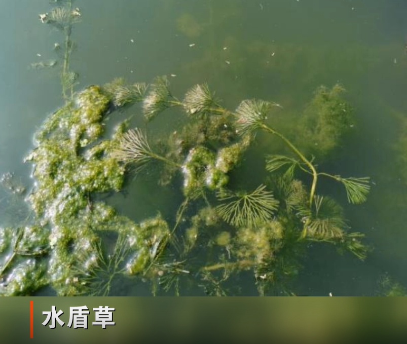 粉色预警!粉色预警!杭州人千万别碰,已经开始...... 粉色预警!粉色预警!杭州人千万别碰,已经开始......