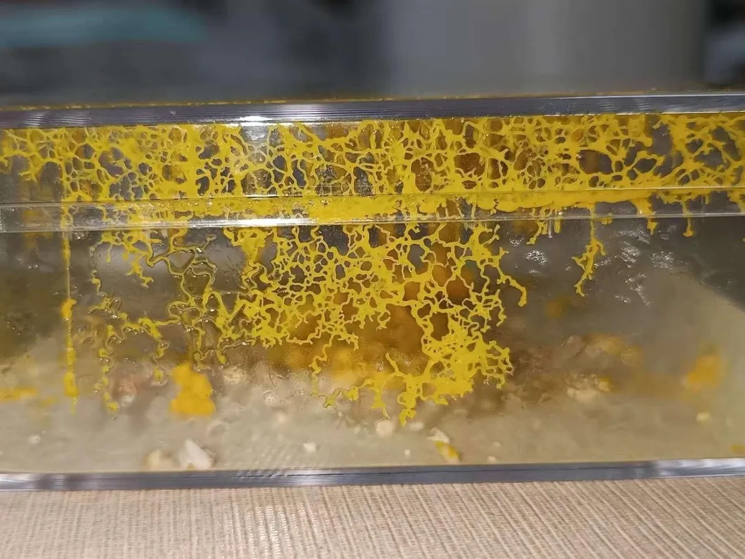 养黏菌当宠物火了，对身体有害吗？