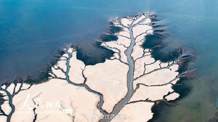 鄱阳湖进入极枯水期，湖底再现“大地之树”景观