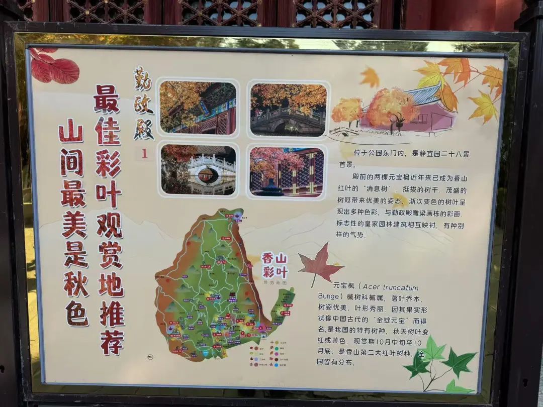香山红叶季!哪里最好看?怎么出行?攻略来了—— 香山红叶季!哪里最好看?怎么出行?攻略来了——