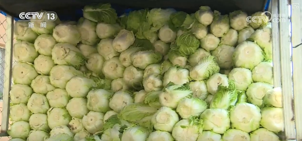 冬储菜供应充足 “老三样”销售旺 百姓“菜篮子”量足价稳