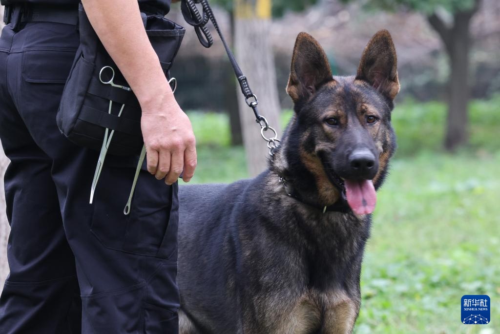 全国警犬技术比赛在京进行 全国警犬技术比赛在京进行