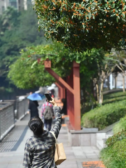 桂花飘香秋意浓~九龙坡正是赏花好时节