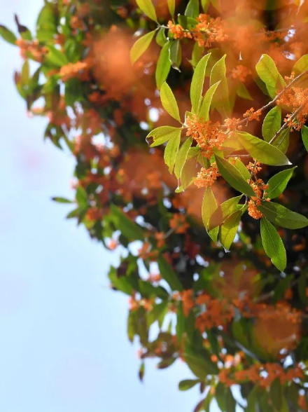 桂花飘香秋意浓~九龙坡正是赏花好时节