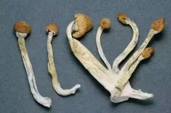 别上当！这“板栗”有毒，严重可致死！