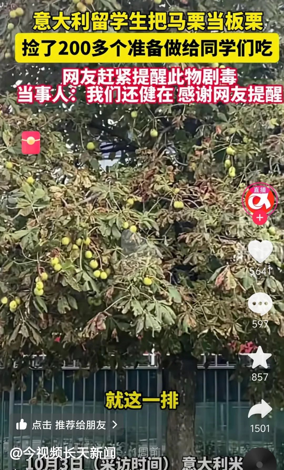 别上当！这“板栗”有毒，严重可致死！