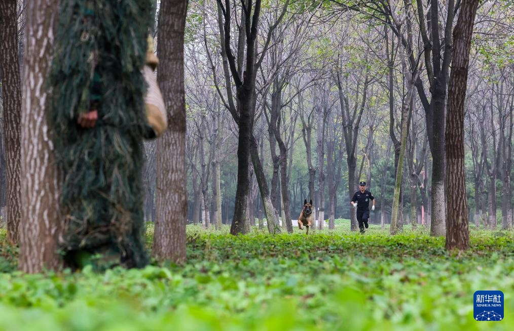 全国警犬技术比赛在京进行 全国警犬技术比赛在京进行