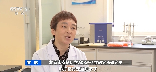 肚皮有"针眼"，是买到了"注水蟹"？央视出手