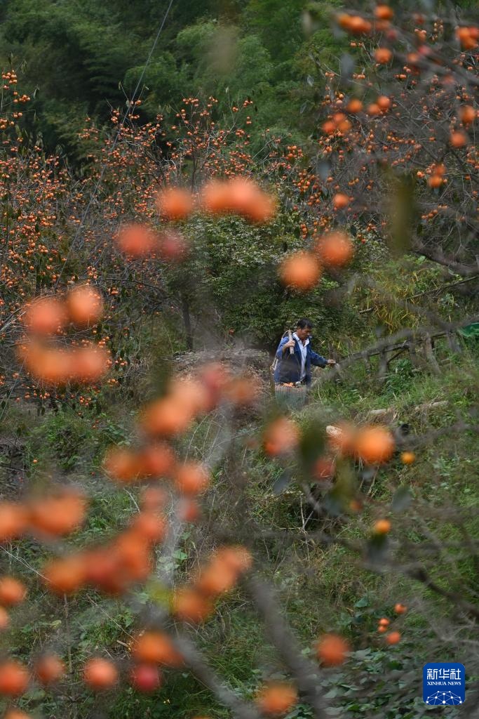 浙江余姚：古村柿红人气旺
