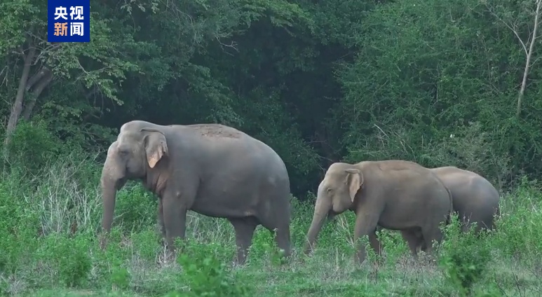 斯里兰卡一火车冲入象群,致两头大象死亡 斯里兰卡一火车冲入象群,致两头大象死亡